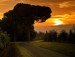 Svítání nad piniemi u Moltancina - Itálie
